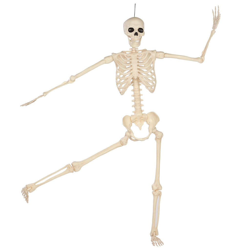 5 Ft Life-Size Full Body Skeletons C987