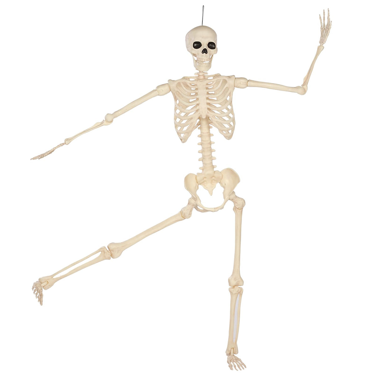 5 Ft Life-Size Full Body Skeletons C987