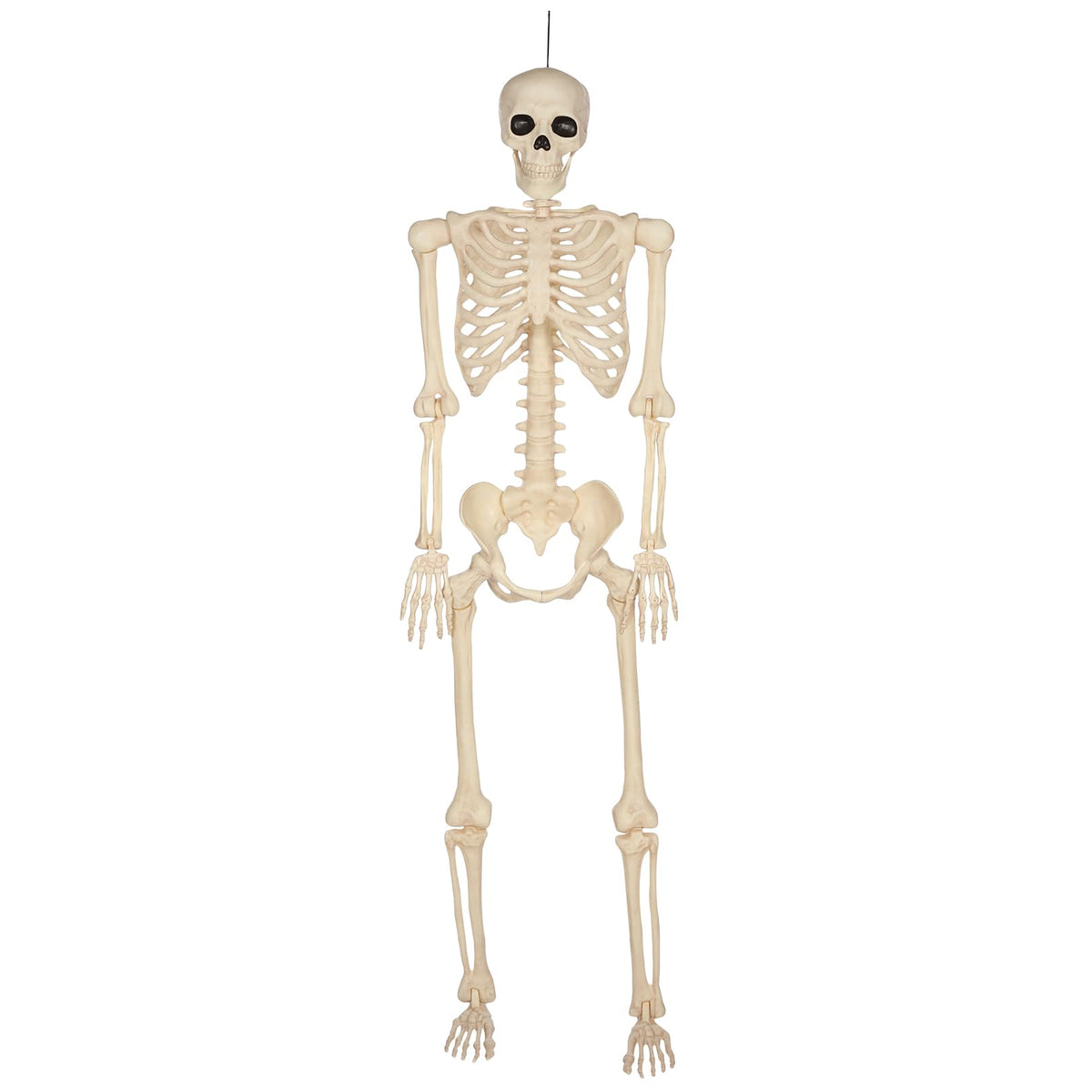 5 Ft Life-Size Full Body Skeletons C987
