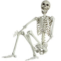 Life Size Skeleton with Posable Joints C71946
