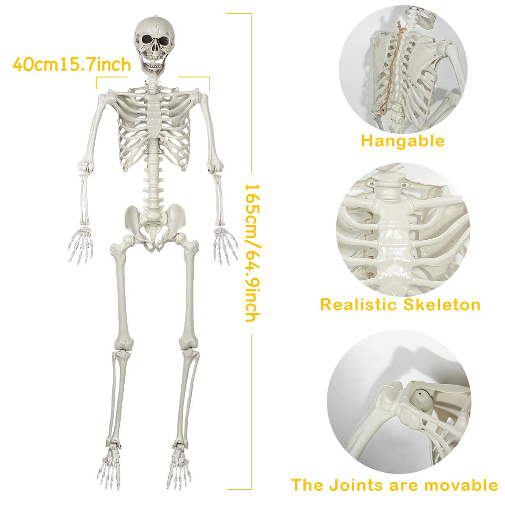 Life Size Skeleton with Posable Joints C71946