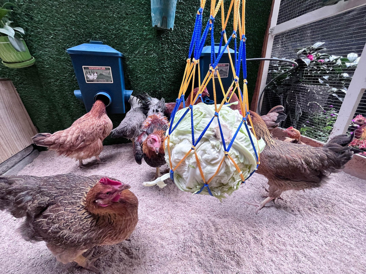 6 Gallon Chicken Waterer 2-Pack G64042